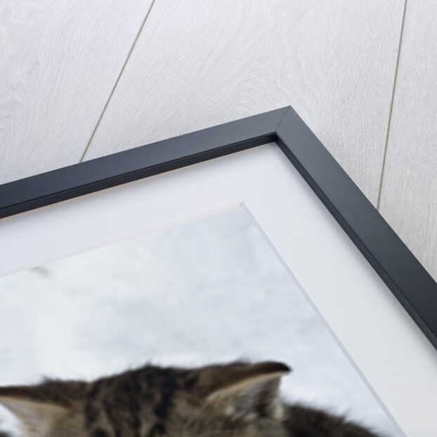 Two Tabby Kittens by Anonymous