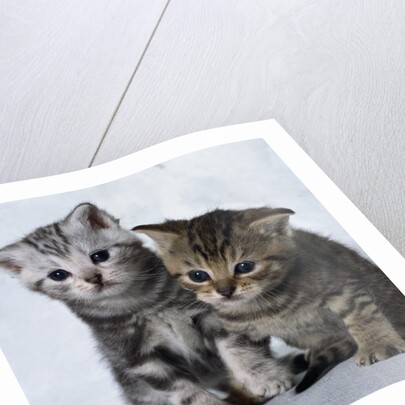 Two Tabby Kittens by Anonymous