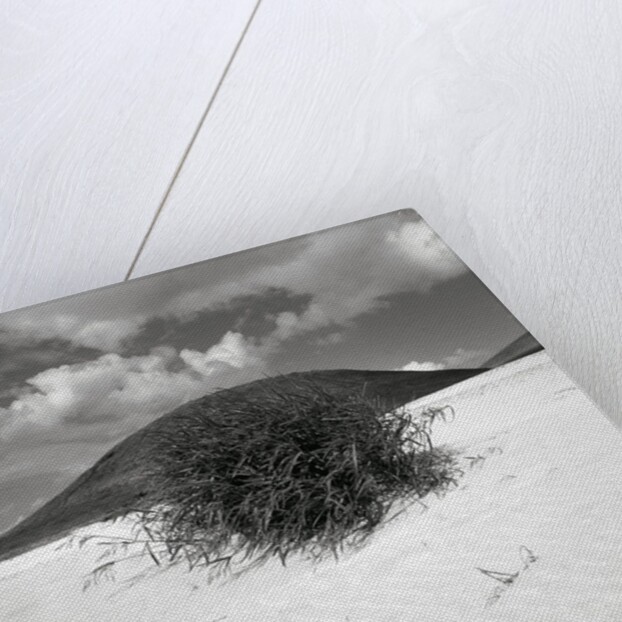 Hills Behind Cluster of Beach Grass by Anonymous