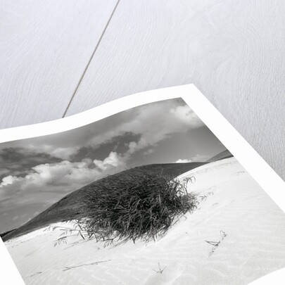 Hills Behind Cluster of Beach Grass by Anonymous