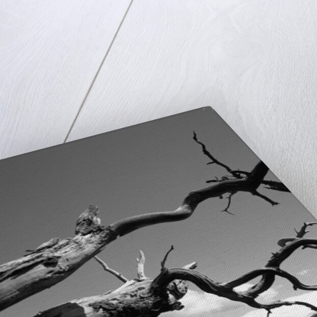 Dead Branches with Lake and Mountains by Anonymous