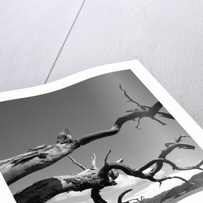 Dead Branches with Lake and Mountains by Anonymous