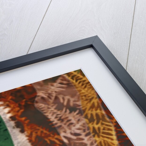 Camouflage Diagram Over Dry Ferns by Anonymous