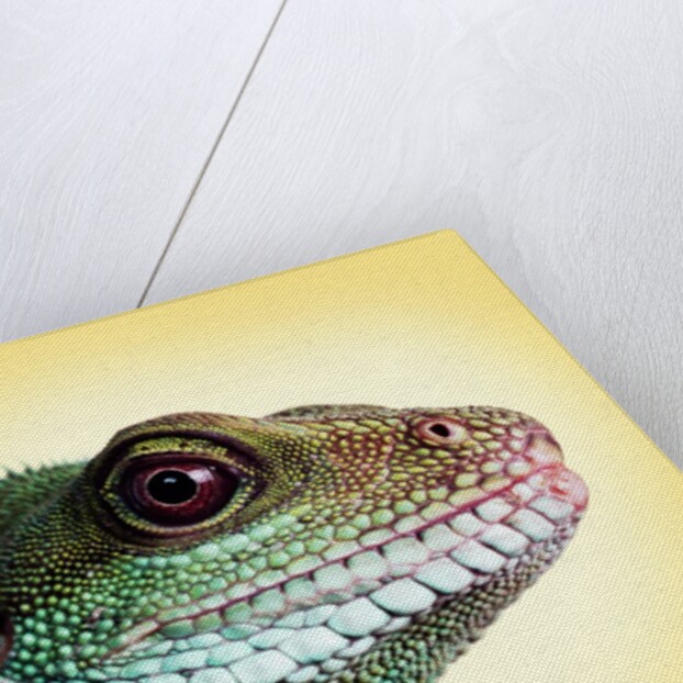 Green Water Dragon by Anonymous