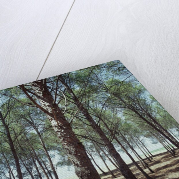 Coniferous Forest by Anonymous
