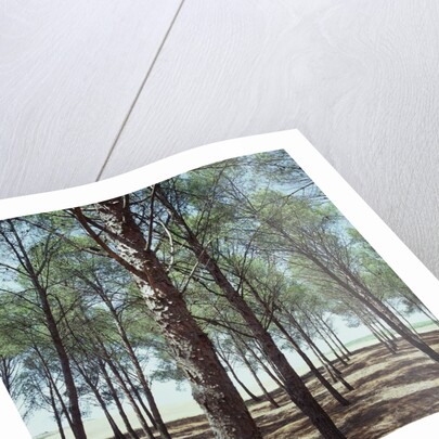 Coniferous Forest by Anonymous