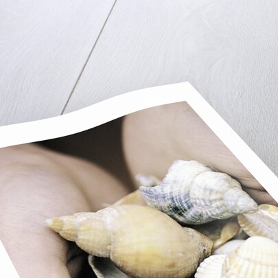 Hands Holding Seashells by Anonymous