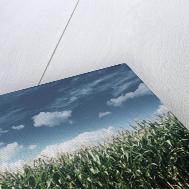 Field of Corn Plants by Anonymous