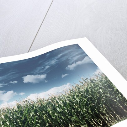 Field of Corn Plants by Anonymous