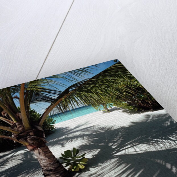 Palm Tree on Sandy Beach by Anonymous