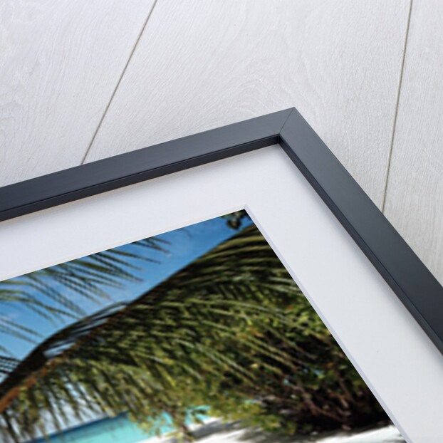 Palm Tree on Sandy Beach by Anonymous