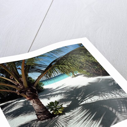 Palm Tree on Sandy Beach by Anonymous