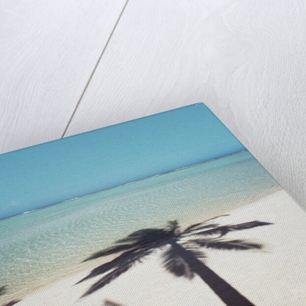 Shadow of Palm Tree on a Beach by Anonymous