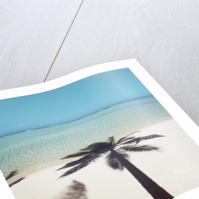 Shadow of Palm Tree on a Beach by Anonymous