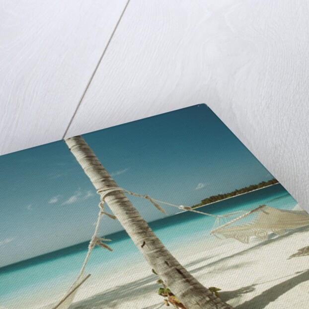 Hammocks Tied to a Palm Tree by Anonymous
