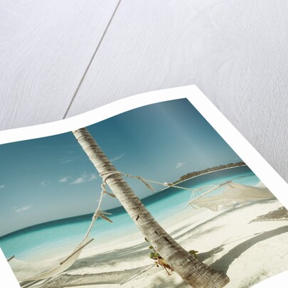 Hammocks Tied to a Palm Tree by Anonymous