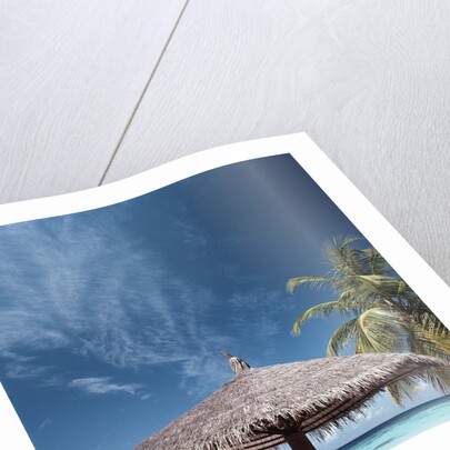 Cabana and Palm Trees by Anonymous