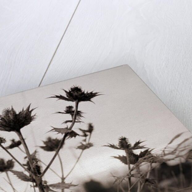 Thistle by Anonymous