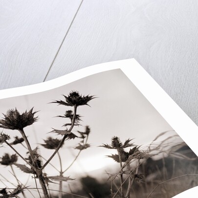 Thistle by Anonymous