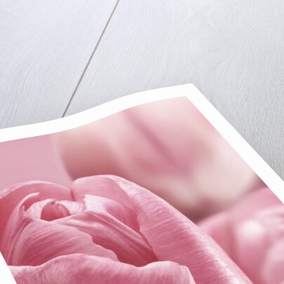 Bunch of Pink Tulips by Anonymous