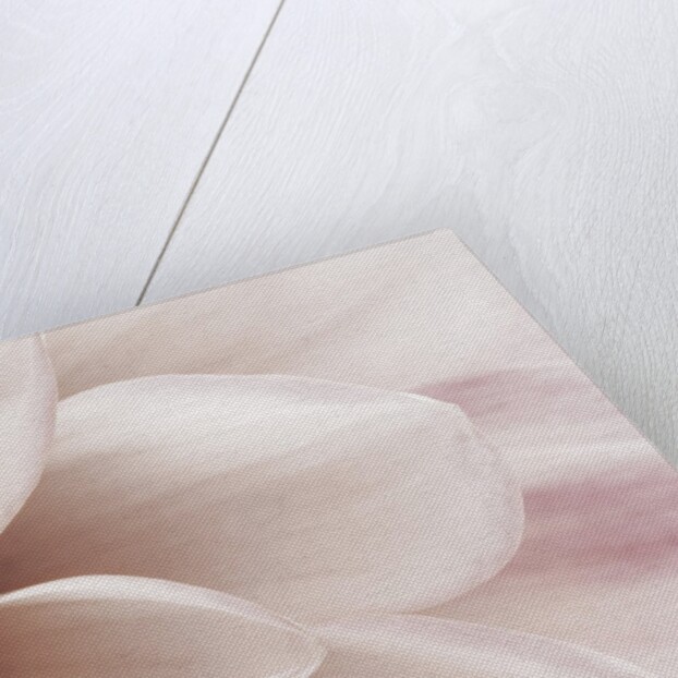 Blooming Dahlia Flower by Anonymous