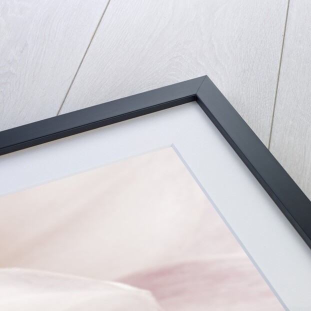 Blooming Dahlia Flower by Anonymous