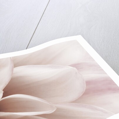 Blooming Dahlia Flower by Anonymous