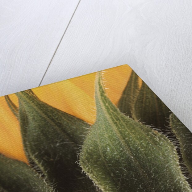 Sunflower Detail by Anonymous