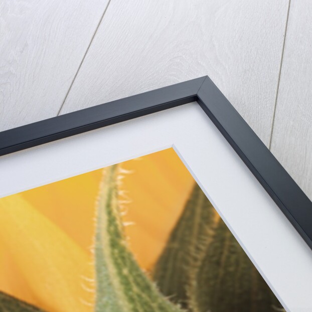 Sunflower Detail by Anonymous