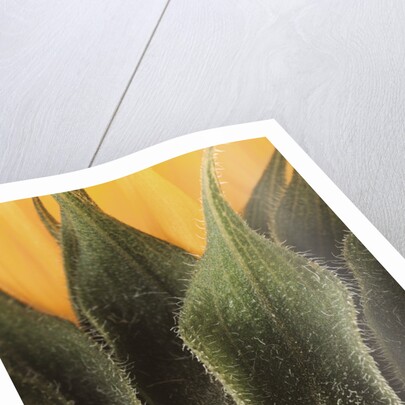 Sunflower Detail by Anonymous