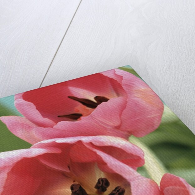Blooming Tulips by Anonymous