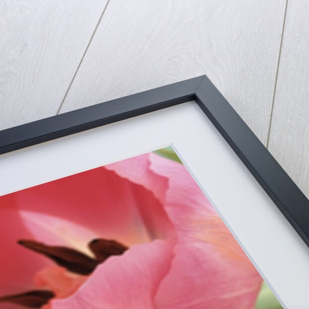 Blooming Tulips by Anonymous