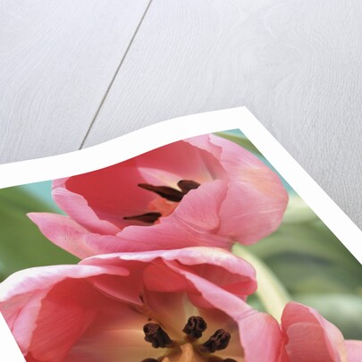 Blooming Tulips by Anonymous