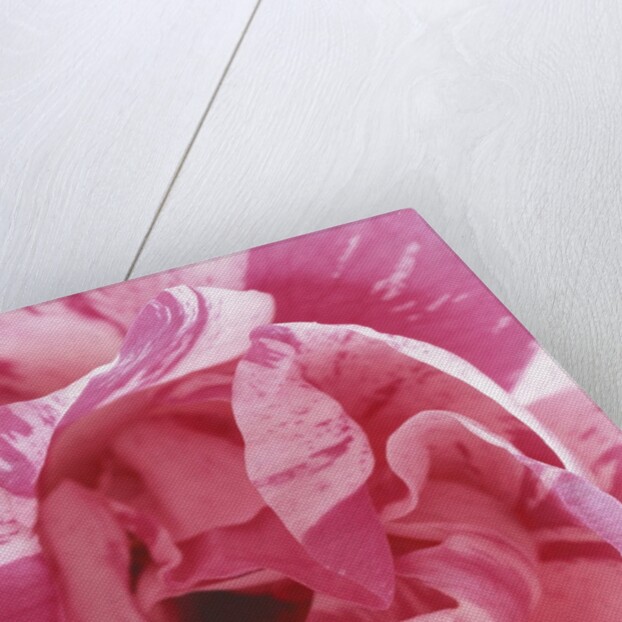 Curling Tulip Petals by Anonymous