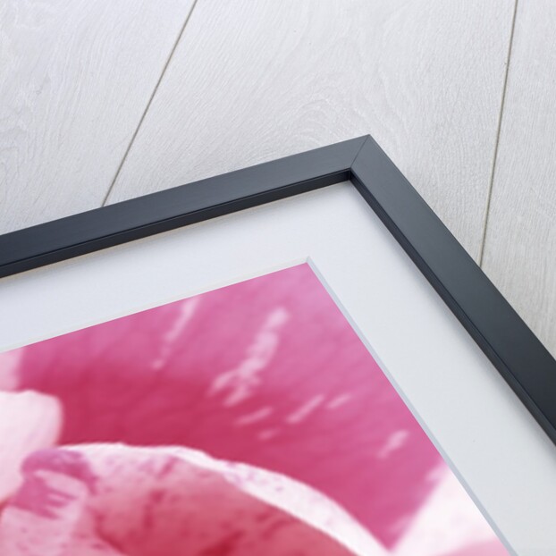 Curling Tulip Petals by Anonymous