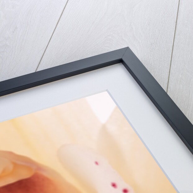 Blooming Orchid by Anonymous