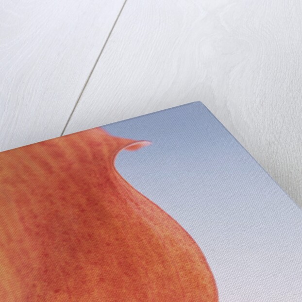 Lily Petal by Anonymous