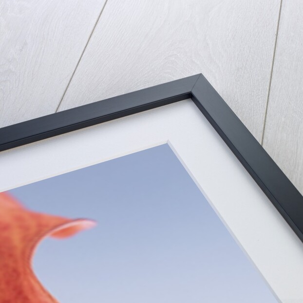 Lily Petal by Anonymous