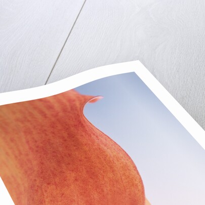 Lily Petal by Anonymous