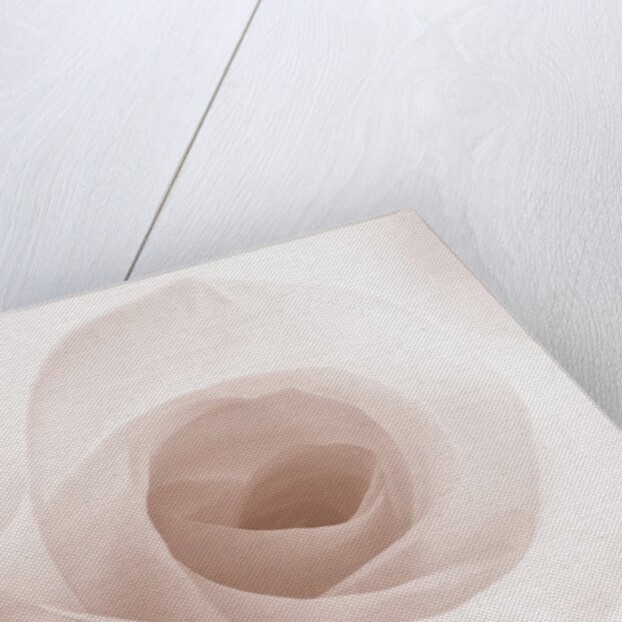 Blooming White Rose by Anonymous