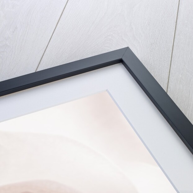 Blooming White Rose by Anonymous