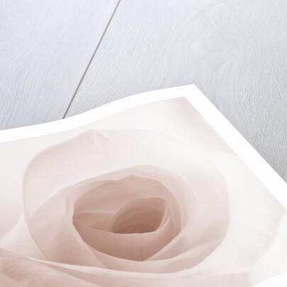 Blooming White Rose by Anonymous