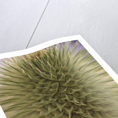 green thistle by Anonymous