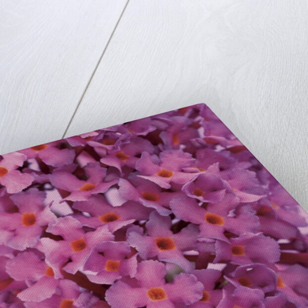 phlox flowers by Anonymous