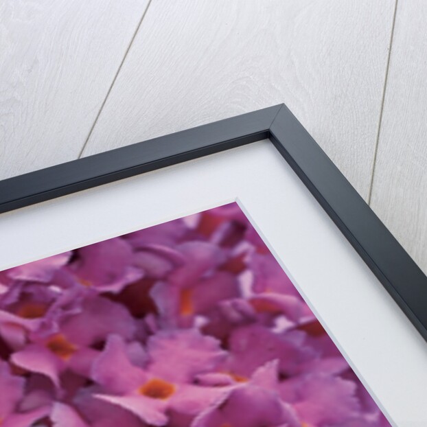 phlox flowers by Anonymous