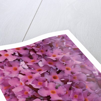 phlox flowers by Anonymous