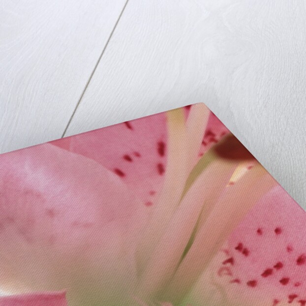 oriental lily detail by Anonymous