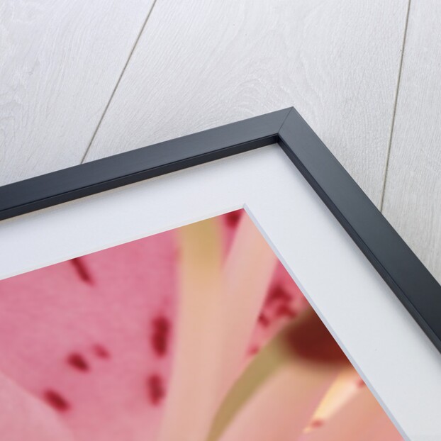 oriental lily detail by Anonymous