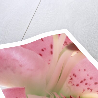 oriental lily detail by Anonymous