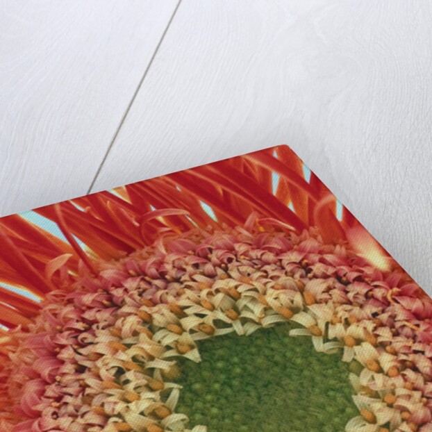 Sepals From a Gerbera Daisy by Anonymous